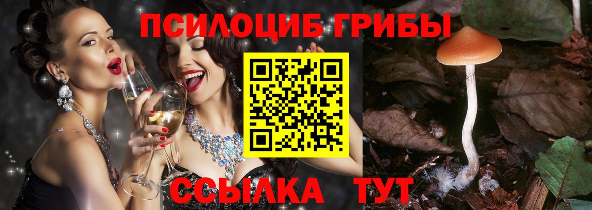 Псилоцибиновые грибы Psilocybe Выборг